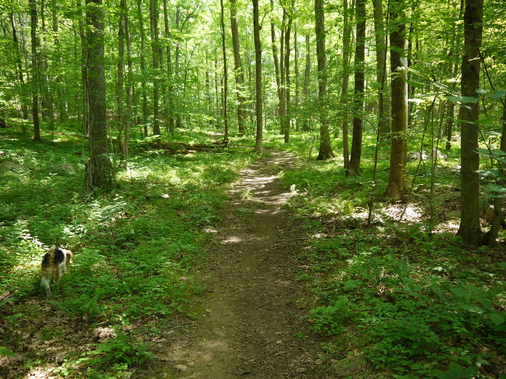In the Field Trout Brook Valley, Easton