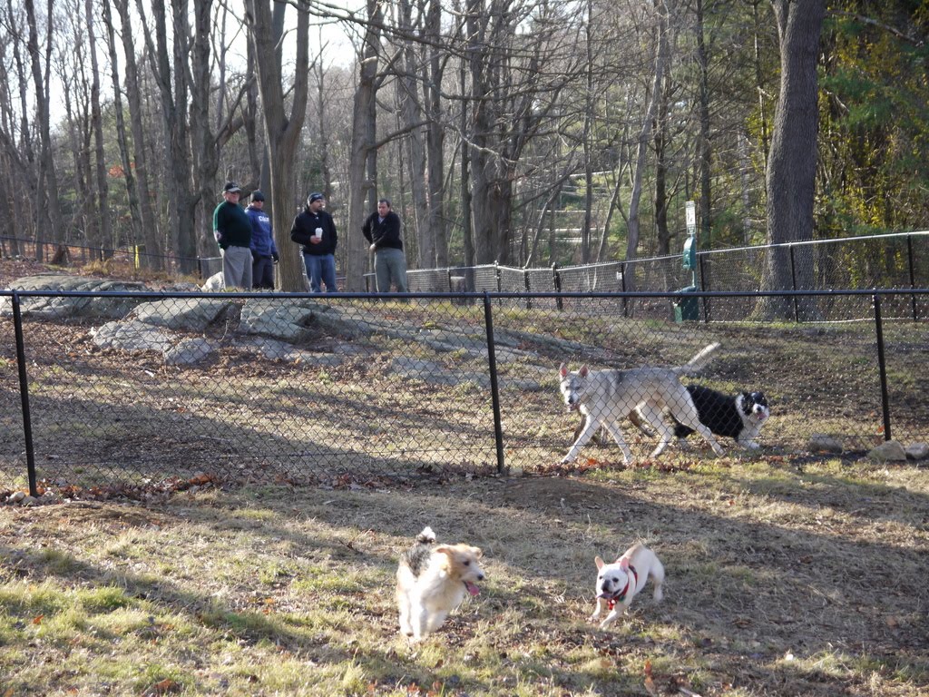 In the Field Shelton Dog Park
