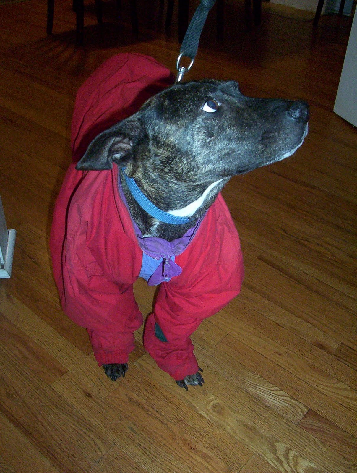 [raincoat+005.JPG]