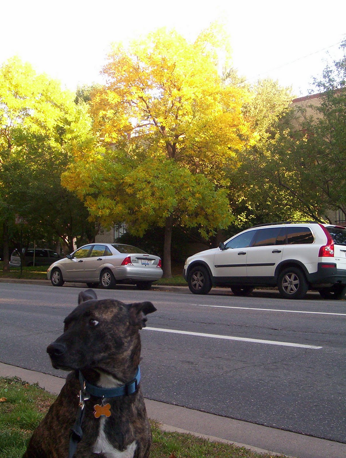 [9.29.09+tues+yellow+tree.JPG]