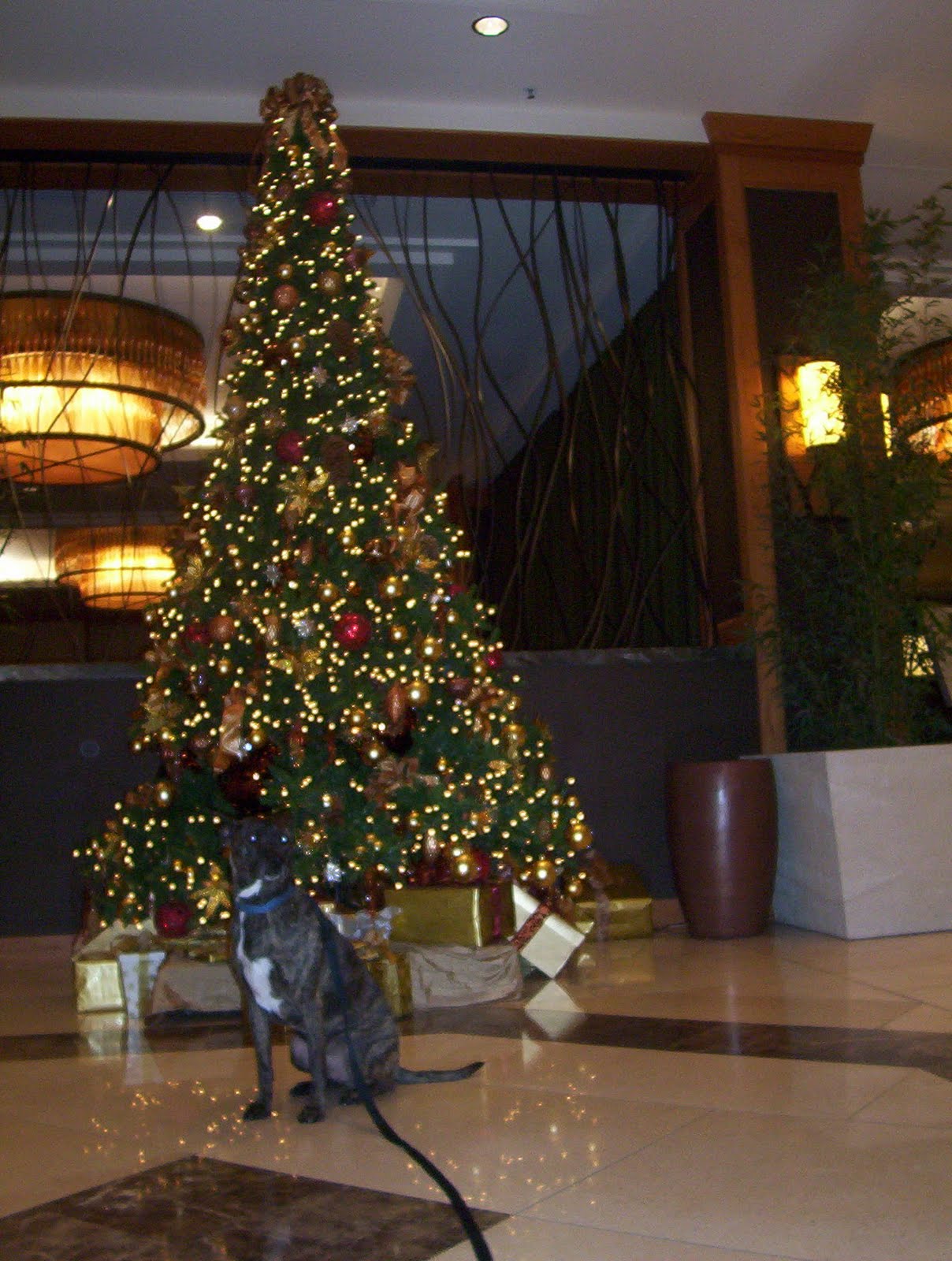 [christmas+tree.JPG]