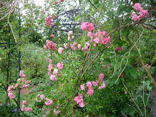 Rosengården i Kristianopel