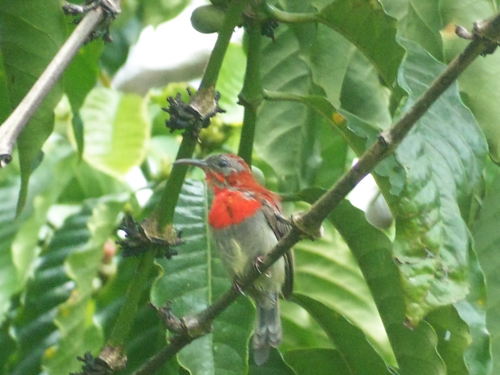 [Aethopyga+siparaja+sp+(21).JPG]