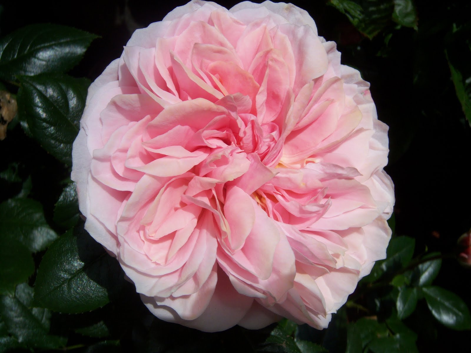 Searching for Rosebud The Most Beautiful Rose Garden in the World