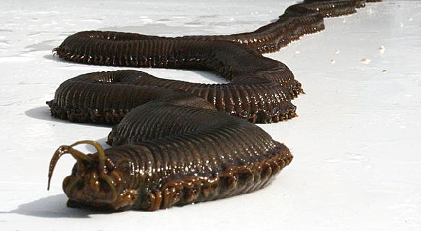 [giant_worm.jpg]