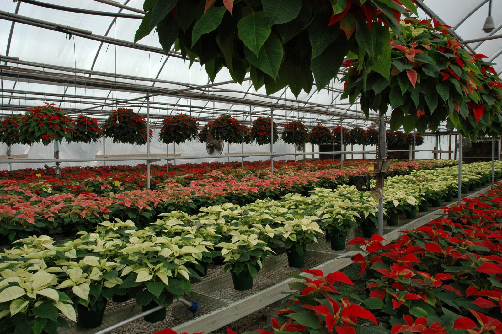 Valley View Farms Valley View Farm's Grown Poinsettias