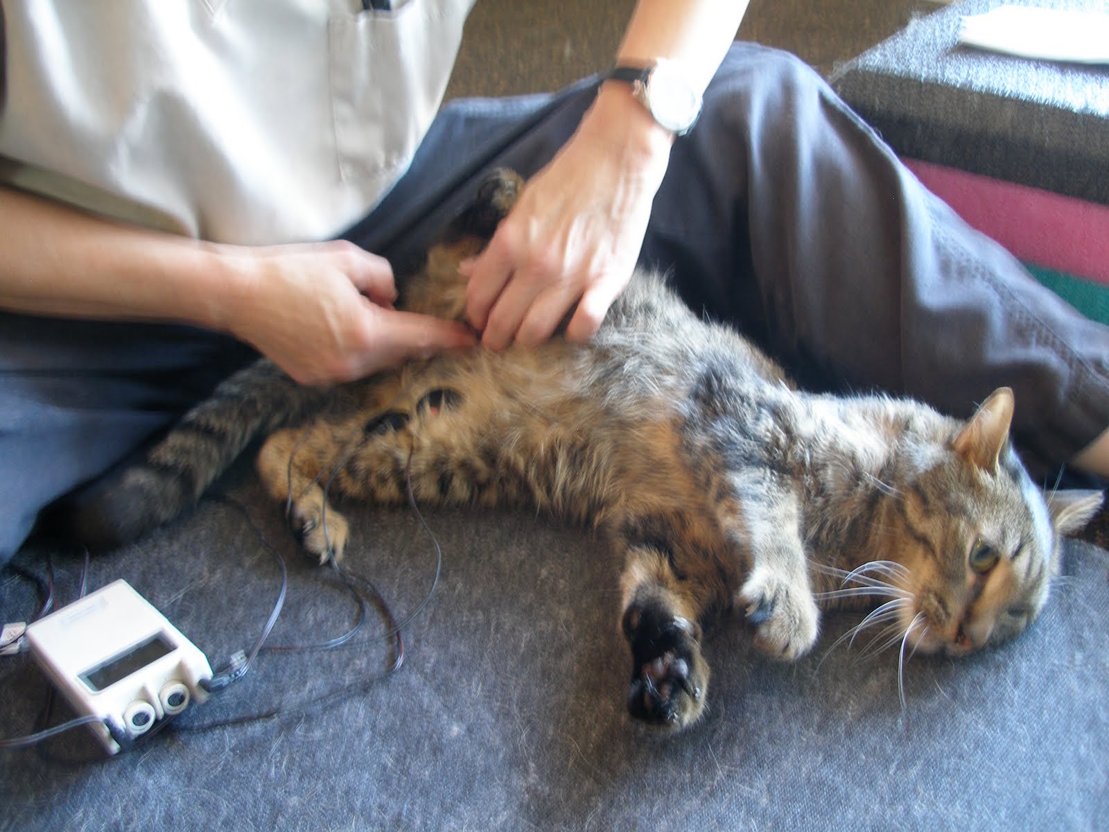 Save Moki The Wobbly Cat Moki's 1st Physical Therapy Session (Animal