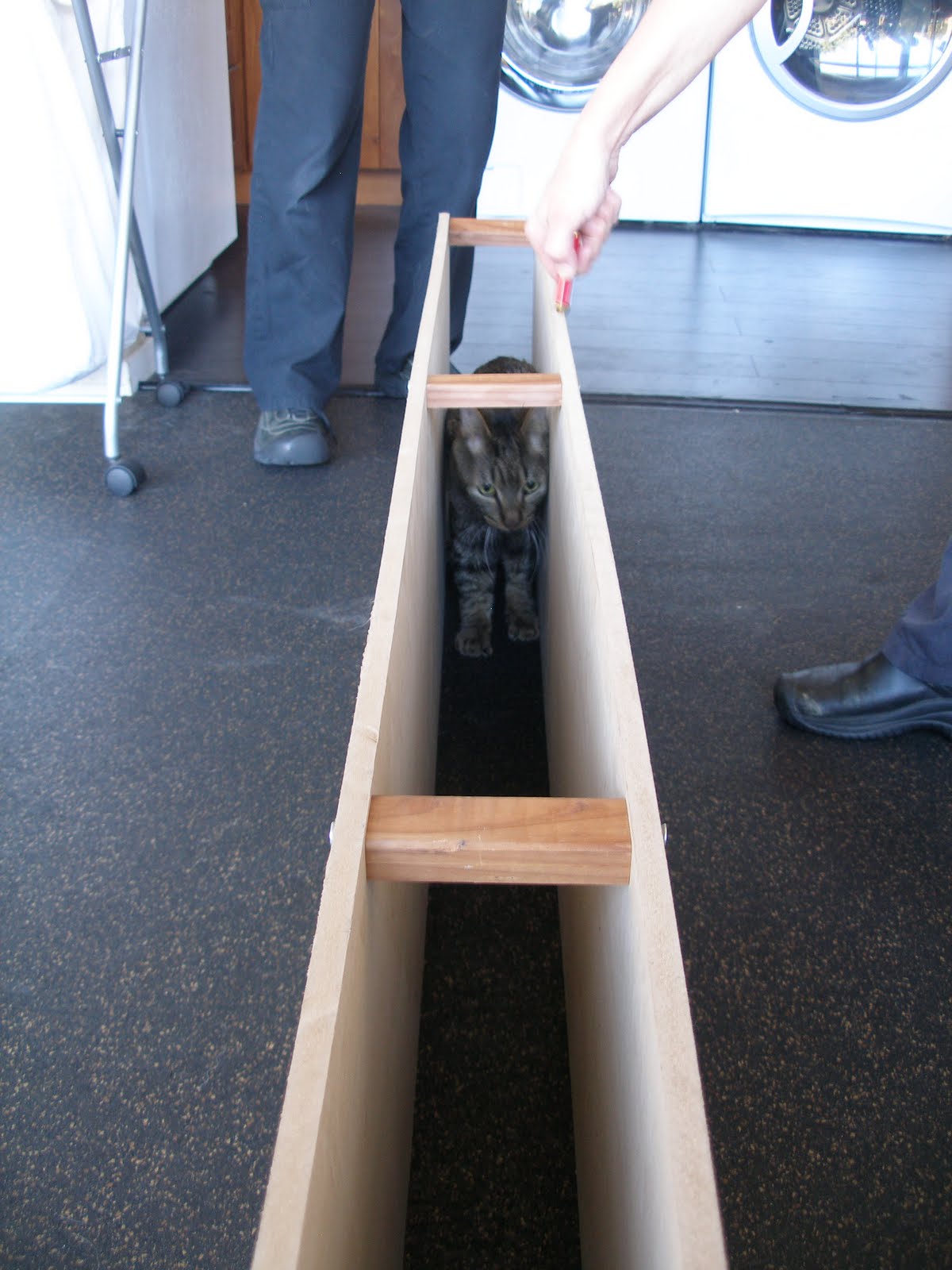 Save Moki The Wobbly Cat Physical Rehab For Animals Scout's House