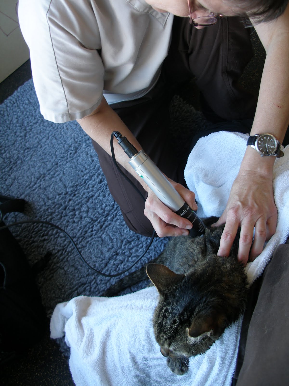 Save Moki The Wobbly Cat Physical Rehab For Animals Scout's House