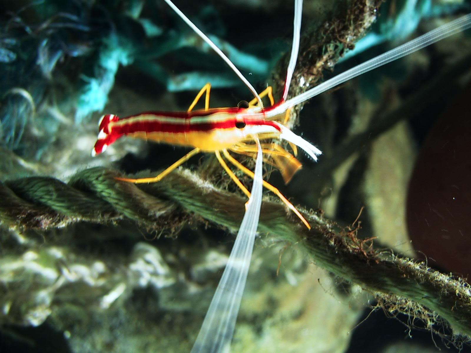 Thomas' Marine Biology Blog: shrimps