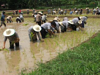 Thai farmers plant a rice