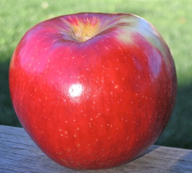 Klappbox Weston large Apple Red