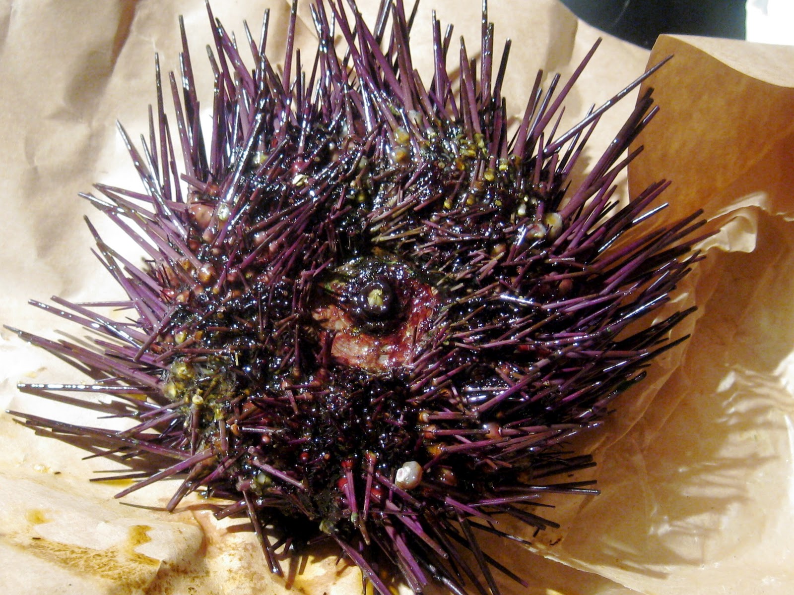 urchin!