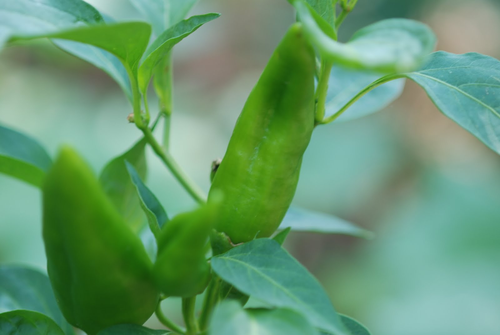 Vegetable Matter Get Growing In July