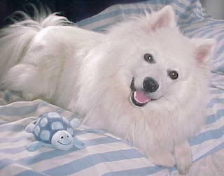 American Eskimo