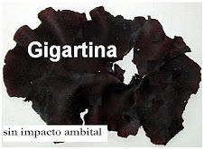 Gigartina seca