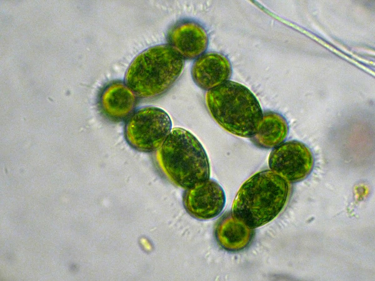 Il Microscopio