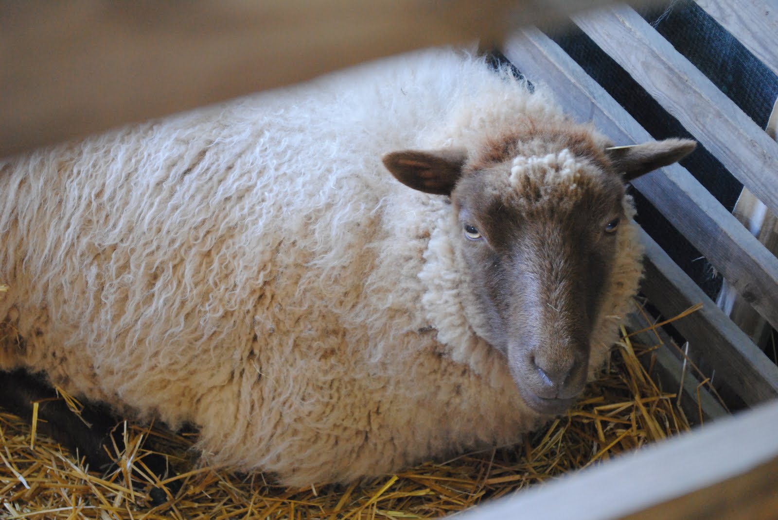 The Underground Hooker NJ Sheep and Wool Festival