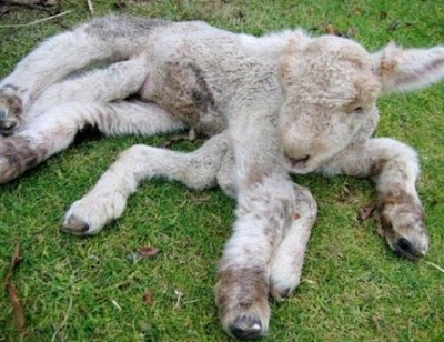 Mutant+Animals+17.jpg