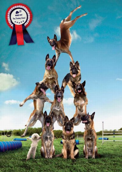 Funny and Hilarious pet ads ~ CRAZY PICS