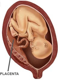 Resultado de imagen de placenta con feto