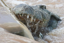 Croc in the Kruger
