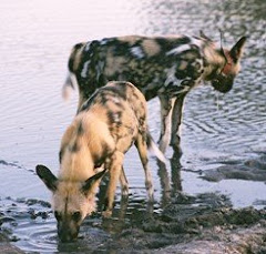 Wild dog in Zimbabwe