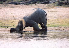 Elephant in Zambia
