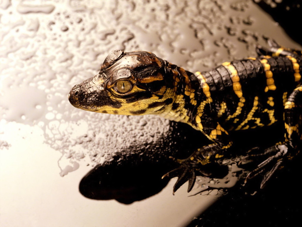 [Animals_Reptiles__005576_.jpg]