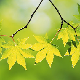 Gambar daun alami