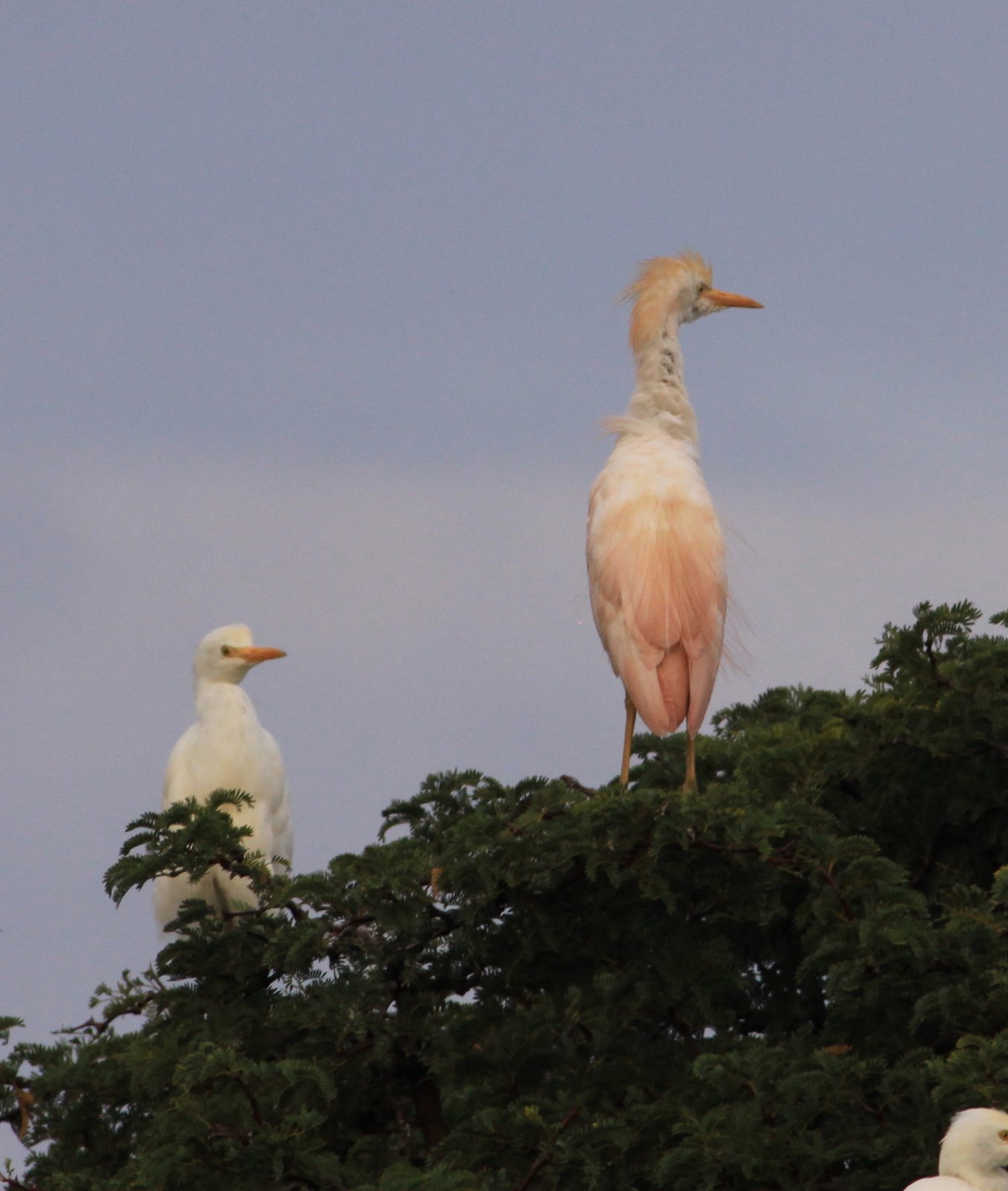 [Pink+cattle+Egret+II.jpg]