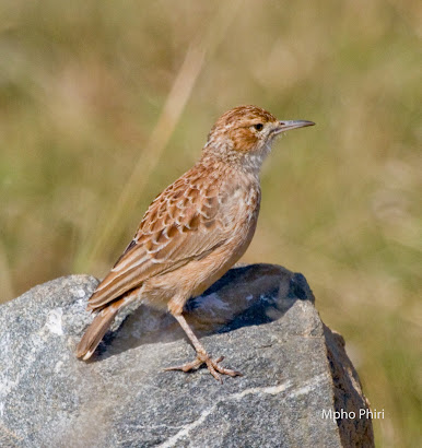 Spike Heeled Lark