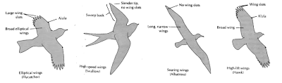 Tipos de alas en los pájaros