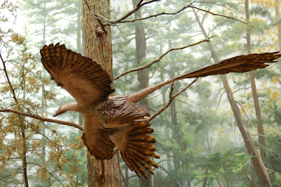 Reconstrucción de un Microraptor en vuelo