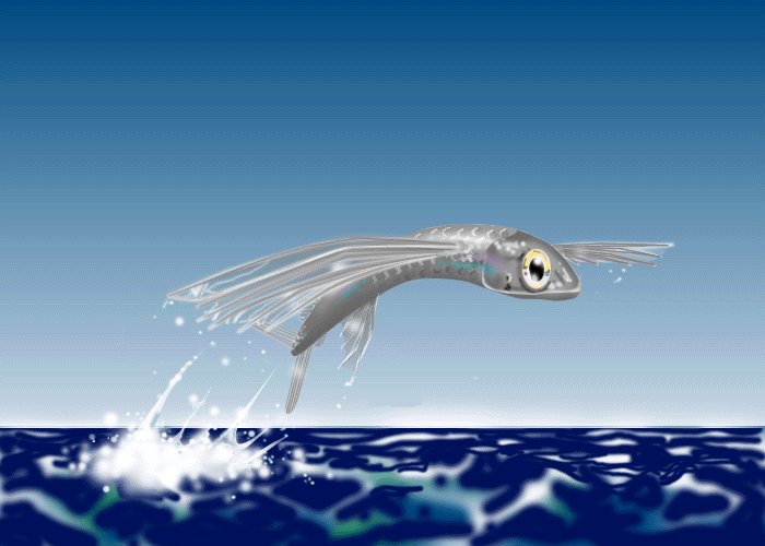 flying fish flying fish