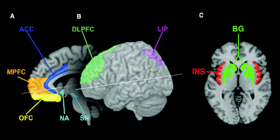 Prefrontal Cortex Natural Stimulator Foods Prefrontal Cortex Natural Stimulator Foods