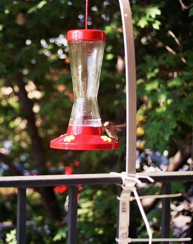 Fishes And Pie Hummingbird Feeder