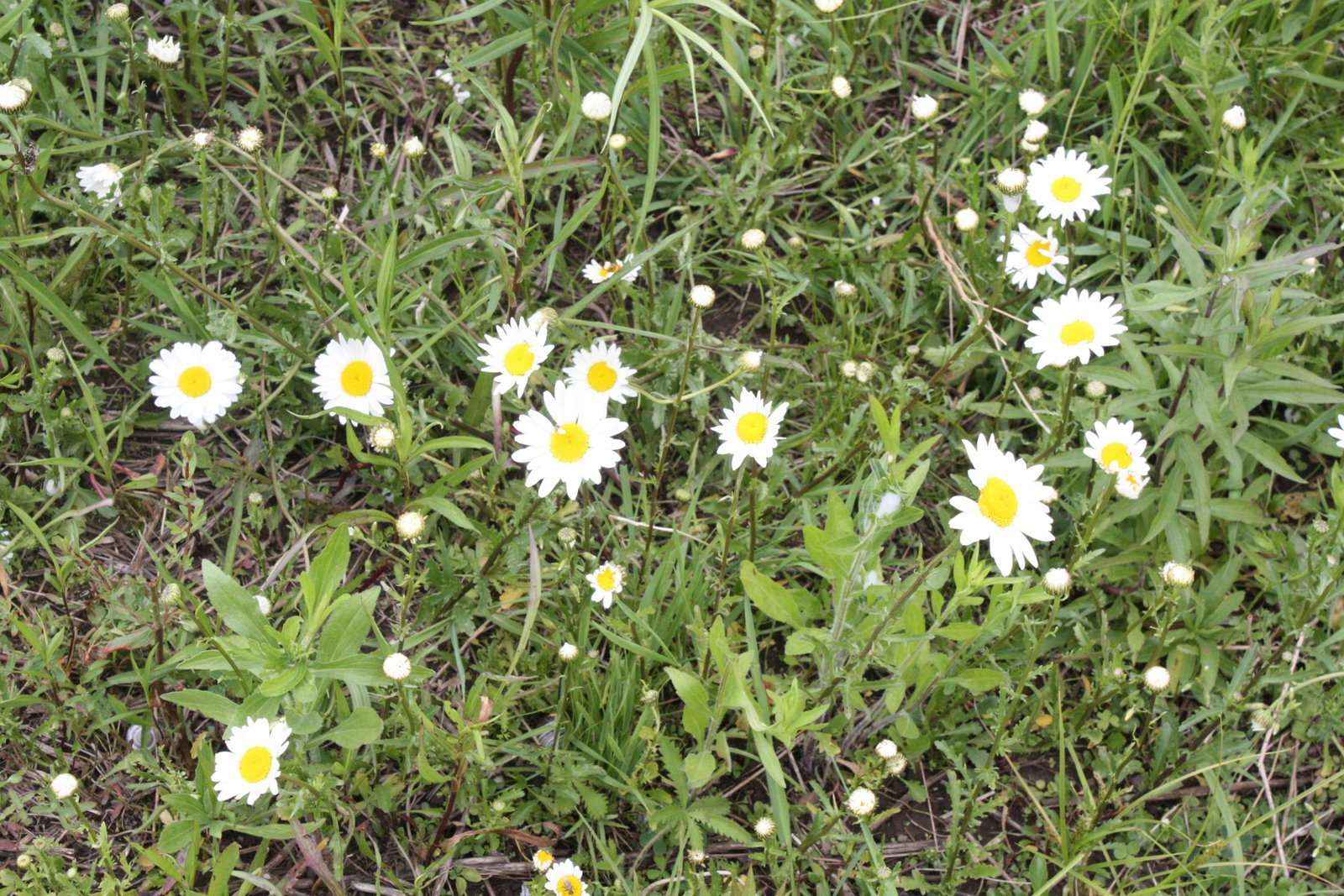 [IMG_1446.JPG]