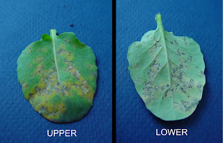CSU Extension Greenhouse & Nursery Diagnostics: Downy Mildew on ...