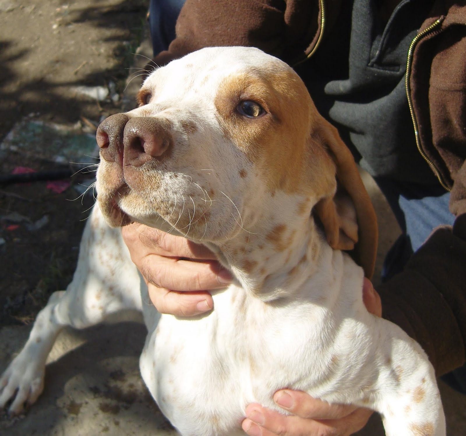 ERKEK TARSUS ÇATALBURUN AV KÖPEĞİ YAVRUSU, AV KÖPEKLERİ, SATILIK,UCUZ