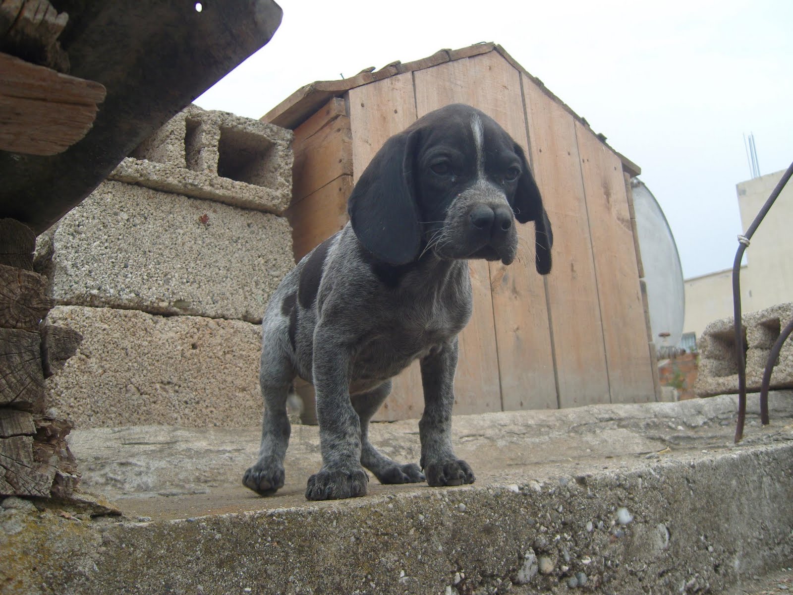 ERKEK TARSUS ÇATALBURUN AV KÖPEĞİ YAVRUSU, AV KÖPEKLERİ, SATILIK,UCUZ