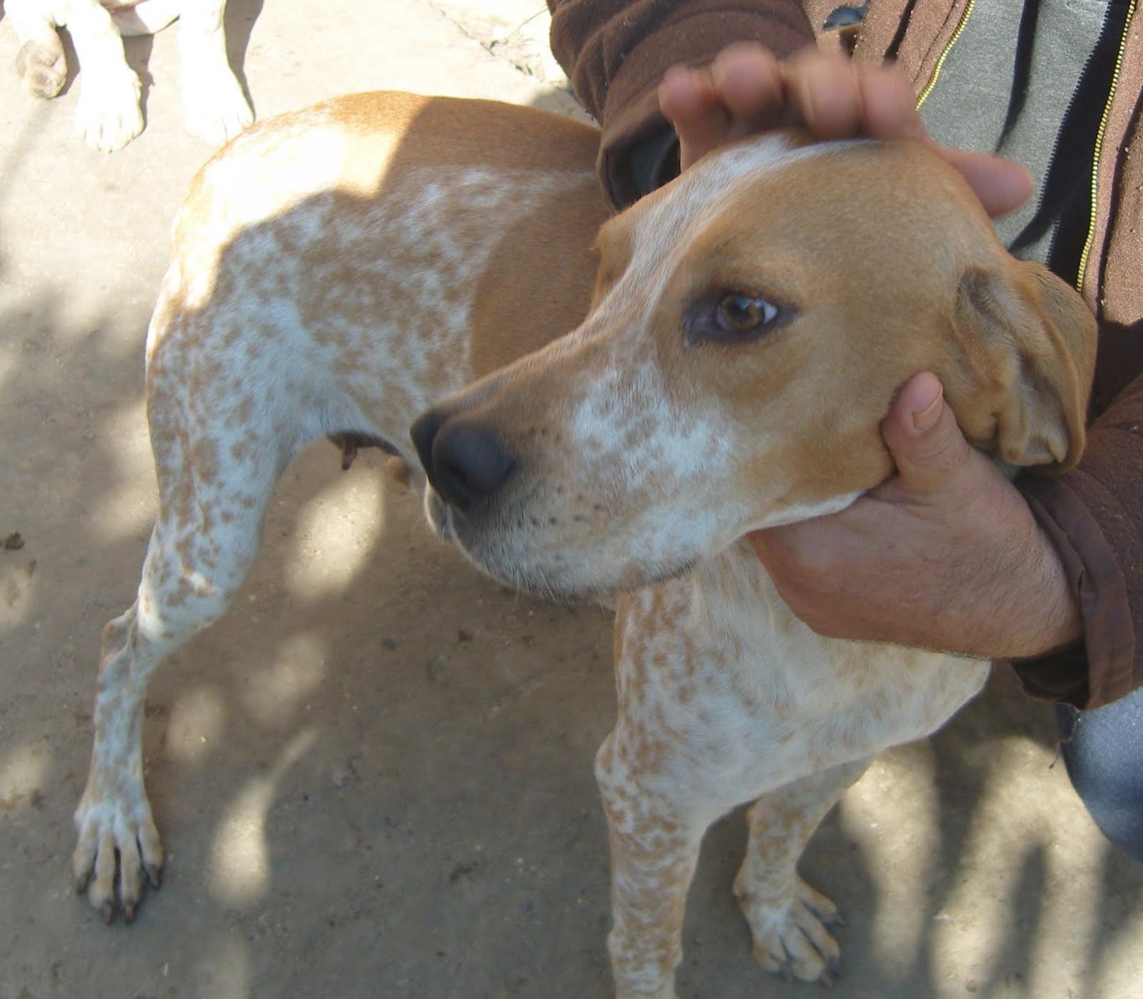 DİŞİ TARSUS ÇATALBURUN AV KÖPEĞİ, Av köpekleri, satılık, ucuz, eğitimi