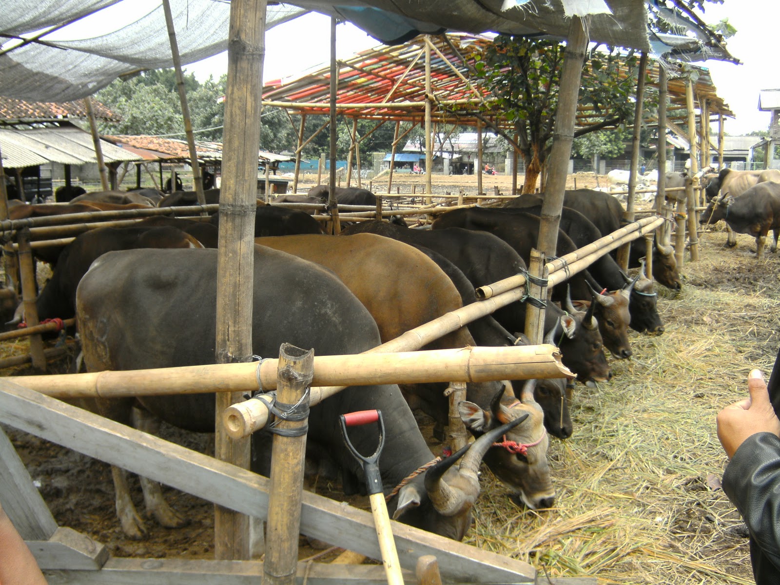 JUAL SAPI BALI