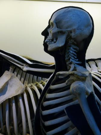 Musklerna sitter på skelettet