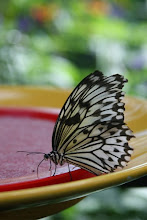 butterfly lunch