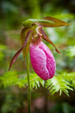 Lady Slipper