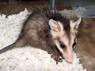 [081307Opossum.jpg]