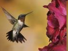 Los Vuelos del colibri