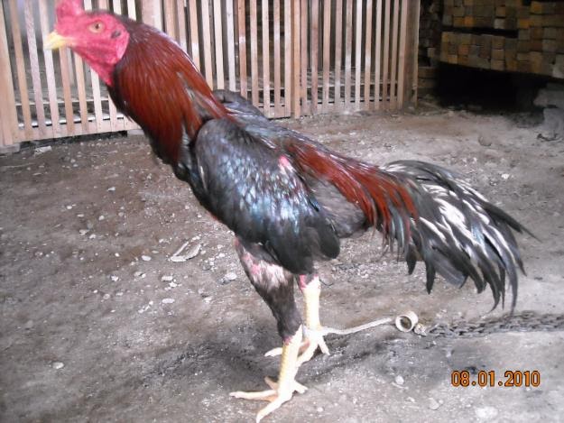 53+ Gambar Ayam Raksasa Lucu Paling Keren 53+ Gambar Ayam Raksasa Lucu Paling Keren