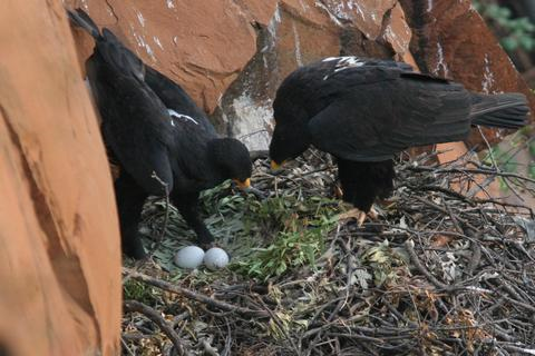 r/besiktas: Nest of Black Eagles